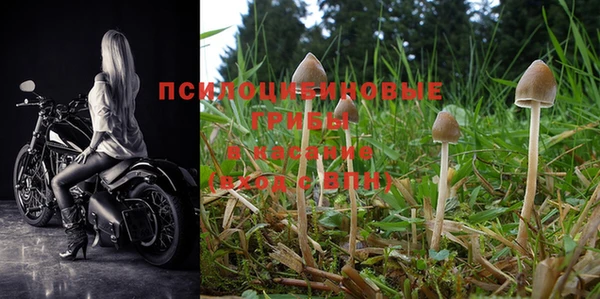 PSILOCYBIN Алзамай